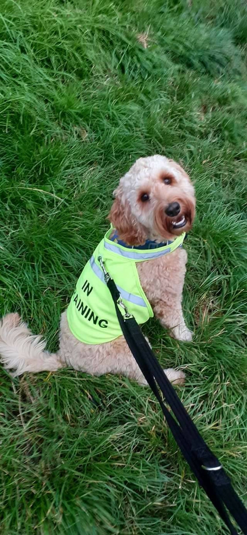 pets at home hi vis dog coat