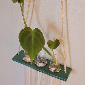 May include: A hanging propagation station with a green wooden shelf and clear glass tubes. The shelf holds three small glass vases with gold-colored metal rings. A green plant with heart-shaped leaves is placed in the vases, suspended by twine.