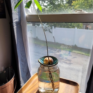 Avo-cone Avocado Seed Propagation Cone fits most containers to make avocado seed propagation simple | STEM gift for kids