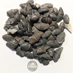 May include: A pile of small, gray fossil shells with ribbed textures. The shells vary in size and shape, with a Canadian quarter coin for scale. The fossils are a mix of light and dark gray tones, creating a natural, earthy appearance.