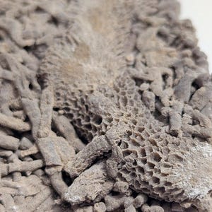 May include: Detailed image of a fossil with a textured surface. The fossil is a muted grey colour, featuring intricate patterns and a porous structure. The overall appearance suggests a marine or ancient origin, with a complex, detailed design.