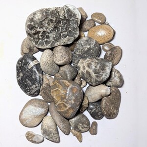 May include: A collection of assorted fossilised stones and rocks in various shapes and sizes. The stones feature natural textures, including honeycomb patterns, smooth surfaces, and mottled grey, brown, and tan colourations throughout the group.