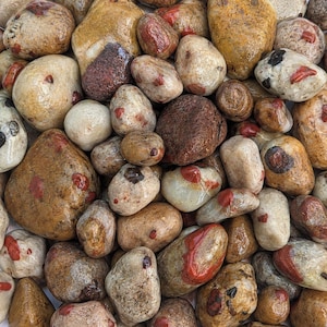 Peut inclure: Une collection de galets de rivière lisses et polis de formes et de tailles variées. Les pierres présentent une palette de couleurs diversifiée incluant des tons de beige, crème, brun et gris, avec des inclusions minérales rouge vif.