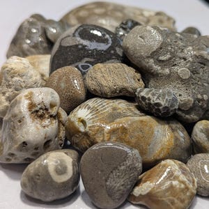 May include: A selection of fossil rocks in a range of colours, including grey, brown, and beige. The rocks display diverse textures and patterns, with some showing fossil imprints. The assortment includes smooth, polished stones and rough, textured pieces, creating a varied display.