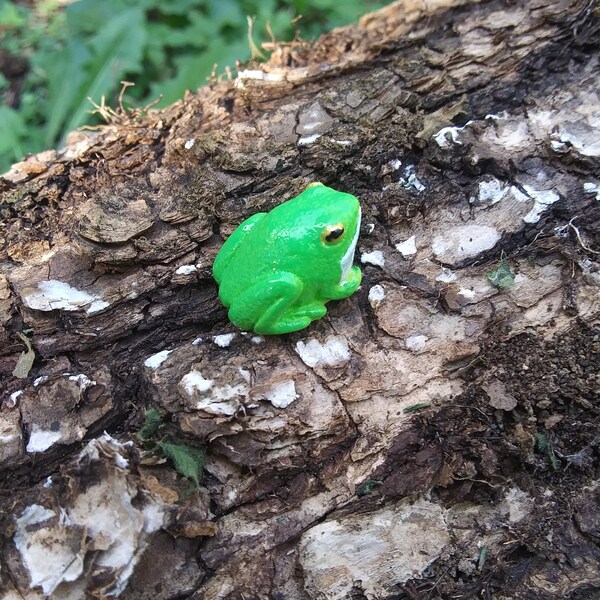 Tiny Fat Baby Tree Frog