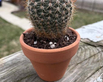 Barrel Cactus 2in Clay pot