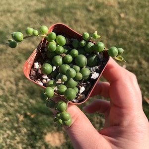 May include: A small, square, brown plastic pot filled with a String of Pearls succulent. The plant features long, trailing stems with numerous small, round, green, pearl-like leaves. The pot is held in a hand against a blurred green background.