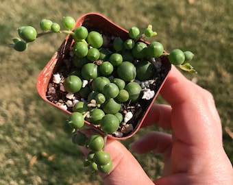 String of Pearls- 2inch pot