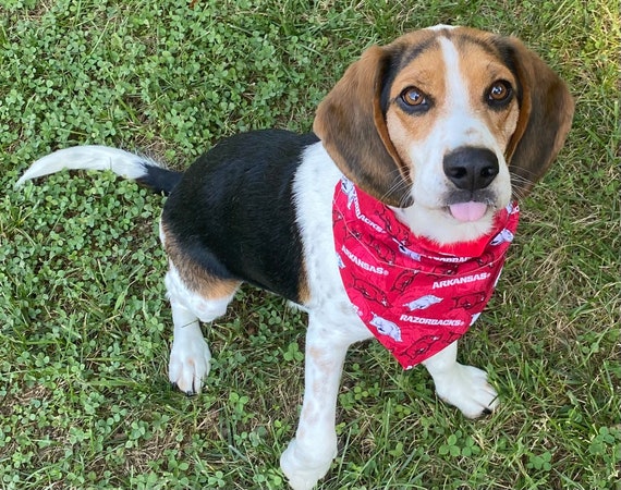 Arkansas Razorback Dog Bandana razorback Dog Scarf football Dog