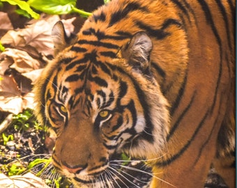 Sumatran Tiger 16x24 Photography Print by Mel Lewis on Canvas w/Archival Inks