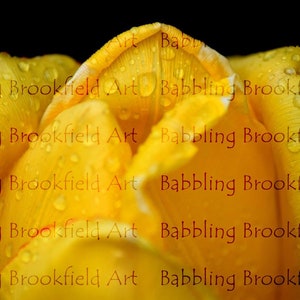 Photography Collection - Yellow Tulip