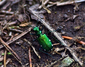 Photography Collection - Green Tiger Beetle