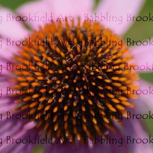 Photography Collection - Purple Coneflower