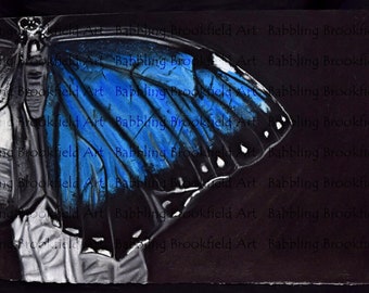 Touch of Colour Butterfly - Soft Pastel Artwork