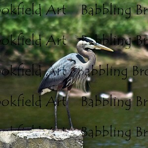 Photography Collection - Great Blue Heron1
