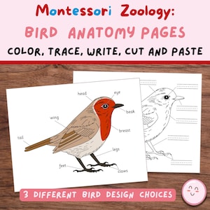 Puede incluir: Una hoja de trabajo de anatomía de aves Montessori imprimible. La hoja de trabajo incluye una ilustración a color de un ave con etiquetas para la cabeza, el ojo, el pico, el pecho, el ala, la cola, las patas, los pies y las garras. La hoja de trabajo también incluye un contorno en blanco del ave para trazar y escribir.