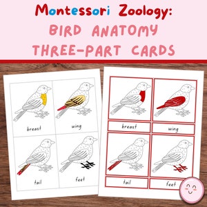 Montessori Zoology - Parts of a Bird, 3 Part Cards, Anatomy Vocabulary, Matching Cards, Flashcards, A4 and US Letter (Home/School Learning)