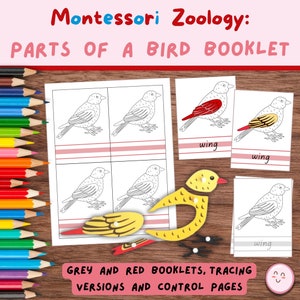 Puede incluir: Materiales educativos Montessori de zoología. La imagen muestra un folleto de aves con versiones de trazado y páginas de control. El texto de la imagen dice "PARTES DE UN LIBRO DE AVES" y "ala". Los materiales incluyen folletos grises y rojos.