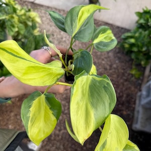 May include: A close-up of a potted plant with large, heart-shaped leaves. The leaves are a vibrant mix of green and yellow, with the yellow variegation creating a striking contrast. The plant is held in a small black pot.