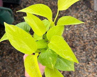 Pothos neón