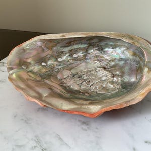 Large Abalone Shell Iridescent Smudge Pot