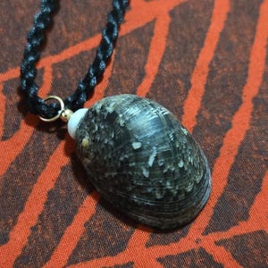 May include: A seashell pendant necklace. The pendant is a dark gray and white speckled shell, suspended from a black braided cord. The necklace has a gold-colored clasp. The background is a red and brown patterned fabric.