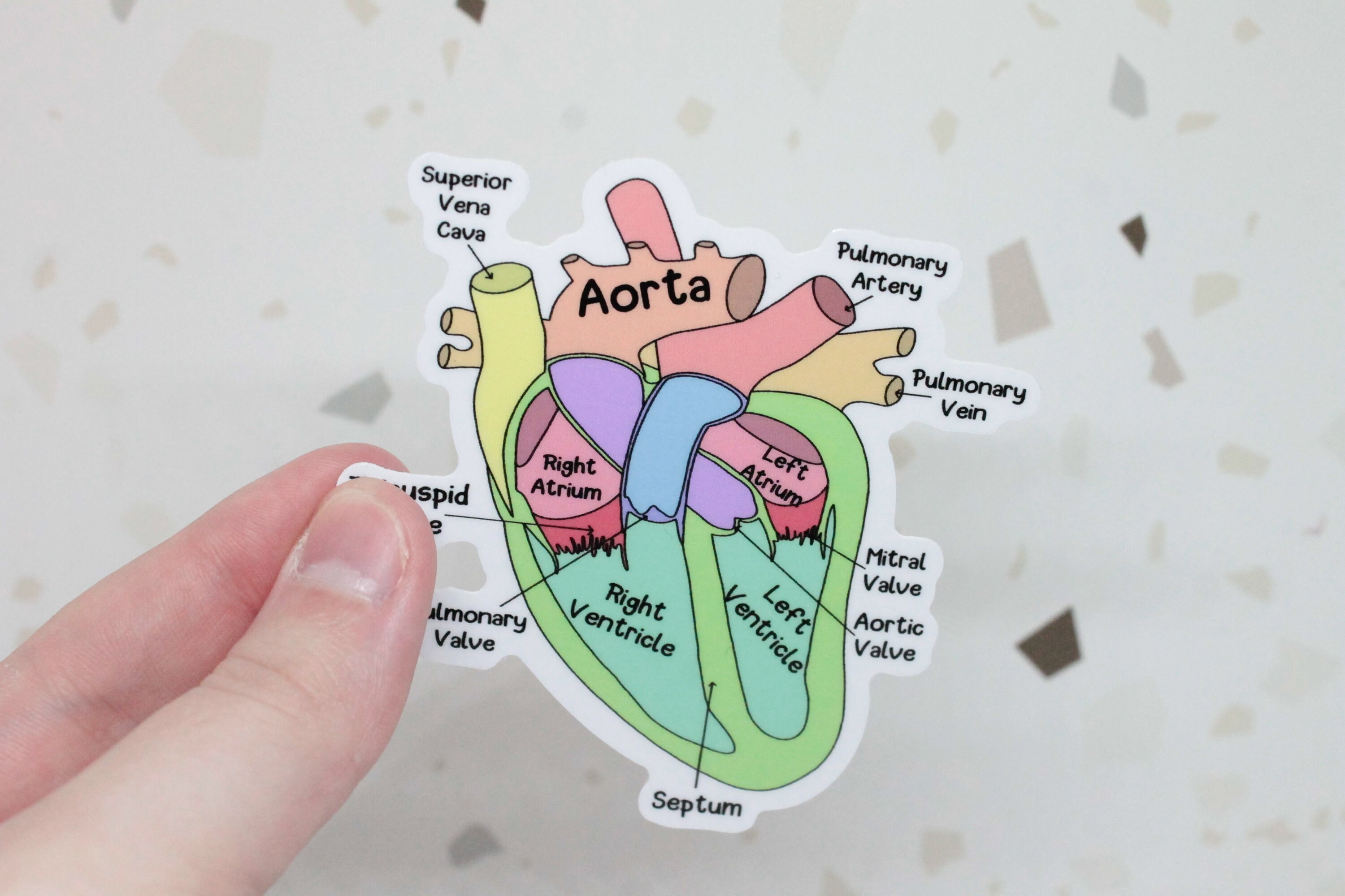 Labeled Heart Sticker, Cardiologist Sticker, Anatomical Heart Sticker ...