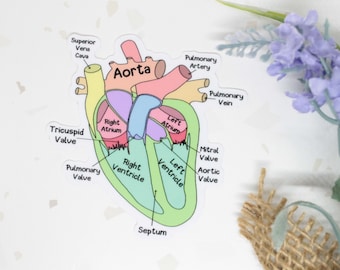 Gelabelde hartsticker, cardioloogsticker, anatomische hartsticker, medische sticker, gelabelde anatomiesticker, anatomiesticker, verpleegkundige