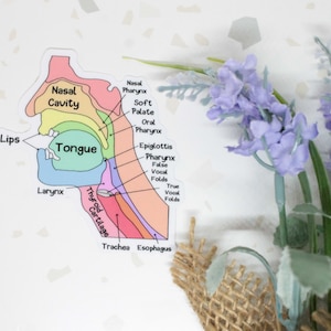 Swallowing Mechanism Sticker, SLP Sticker, Speech-Language Pathologist Sticker, Anatomy Sticker, Labeled Anatomy Sticker, ENT Sticker, SLP
