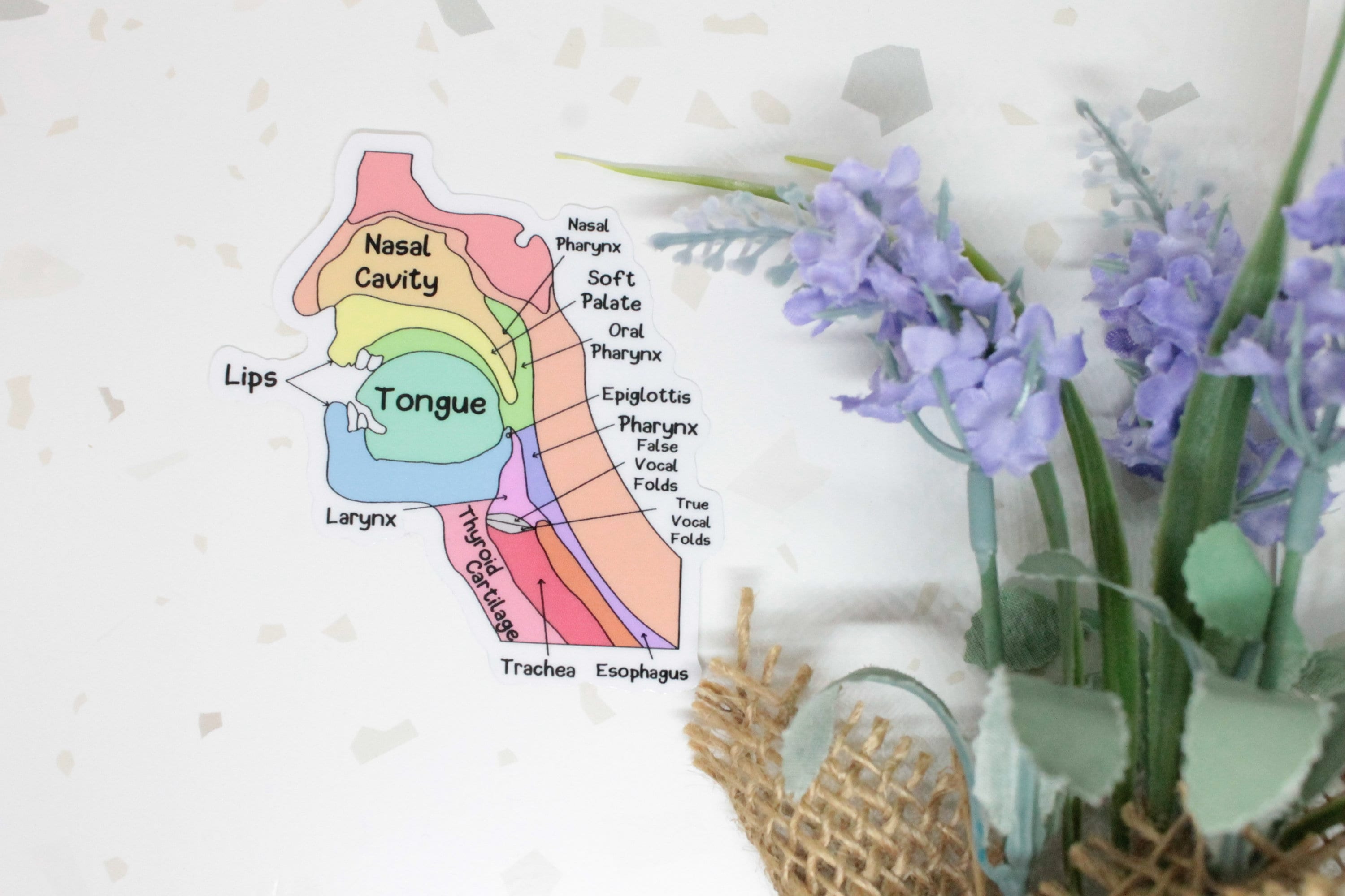 Swallowing Mechanism Sticker, SLP Sticker, Speech-Language Pathologist Sticker, Anatomy Sticker, Labeled Anatomy Sticker, ENT Sticker, SLP