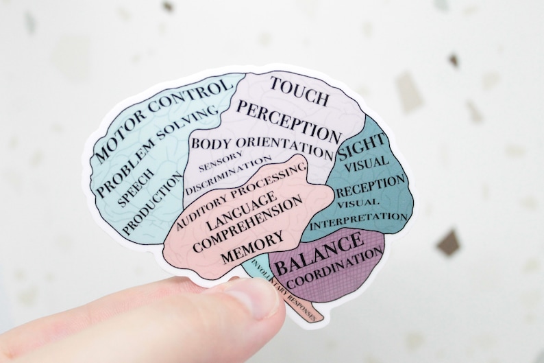 Brain Function Sticker, Functions of the Brain, Brain Sticker ...