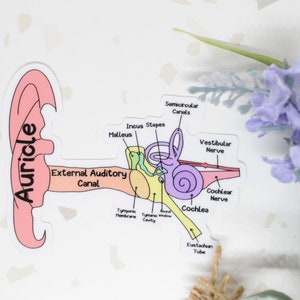 Inner Ear Anatomy Sticker, Ear Sticker, Anatomy of Ear Sticker, ENT Sticker, Audiologist Sticker, Labeled Anatomy Sticker, Anatomy Sticker