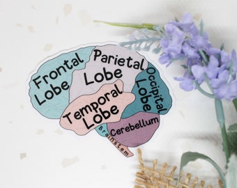 Labeled Brain Sticker, Anatomy Brain Sticker, Brain Sticker, Lobes Brain Sticker, Brain Anatomy, Neuroscience Sticker, Neuroscience
