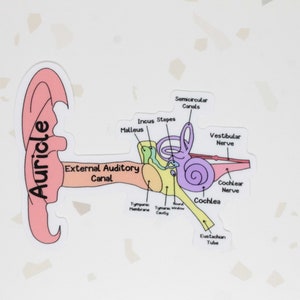 Inner Ear Anatomy Sticker, Ear Sticker, Anatomy of Ear Sticker, ENT ...