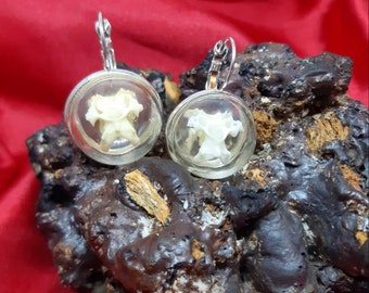 Glazen koepel oorbellen, zilverkleurig, echte dierlijke bot sieraden, wervels, taxidermie sieraden, bot oorbellen, wervel oorbellen, alternatief