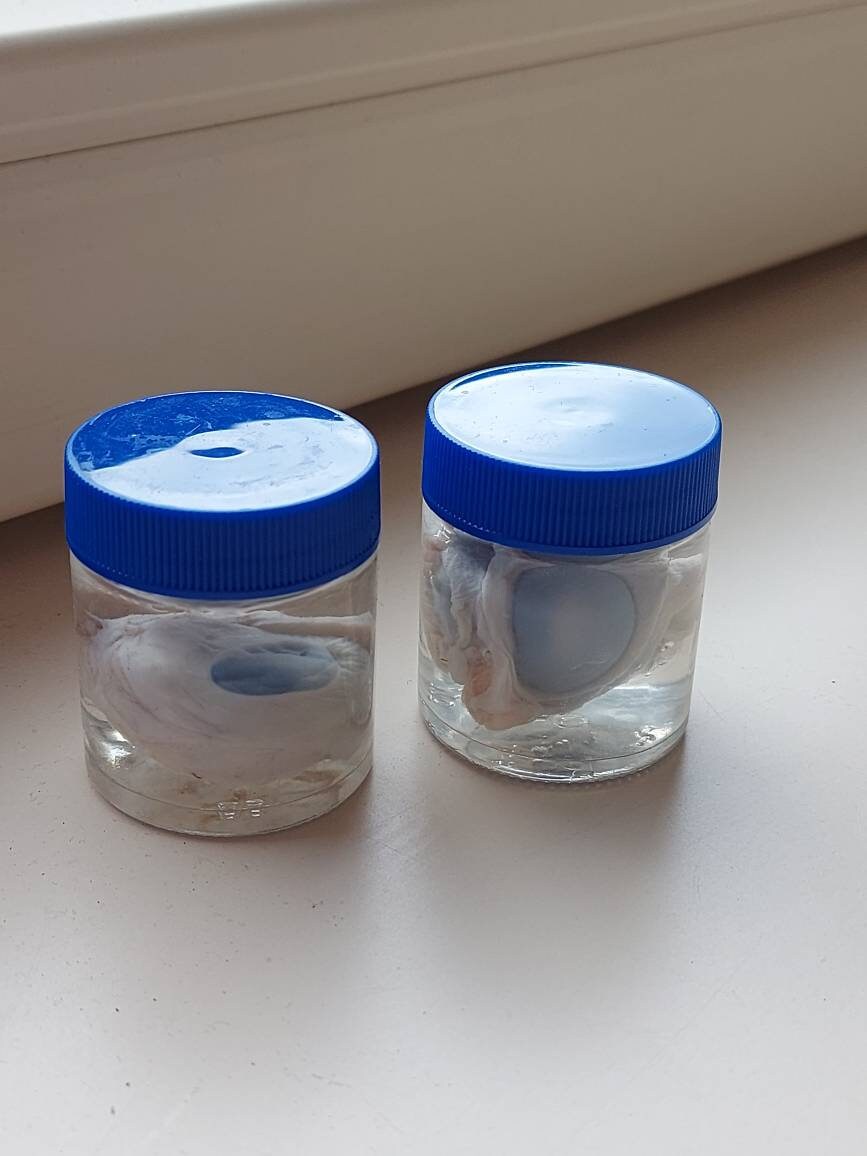 Formalin fixed eye in a jar sheep eye wet specimen Etsy