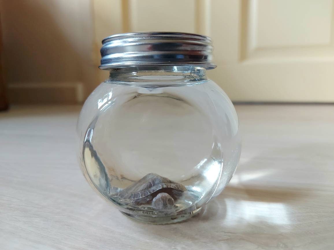 Formalin Fixed Small Turtle Jar Wet Specimen Taxidermy Etsy