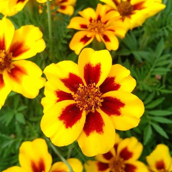 Marigold "Dainty Marietta" Seeds- easy to grow- flower seeds
