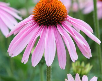 Echinacea- Purple Coneflower Seeds- herb seeds- wildflower seeds