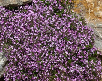 Soapwort (wildflower) 100+ seeds