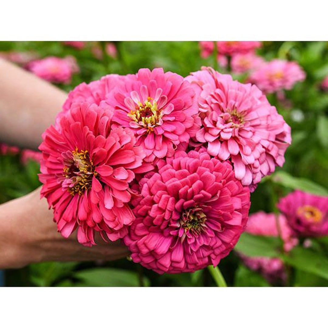 Zinnia illumination Seeds Easy to Grow Flower Seeds Pollinator