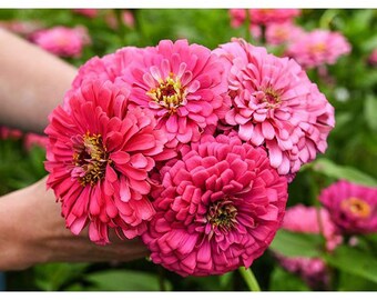 Zinnia “Illumination” seeds- easy to grow- flower seeds- pollinator attractant