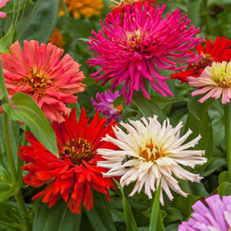 Zinnia Giant Cactus Flowered Mix 25 Seeds Etsy