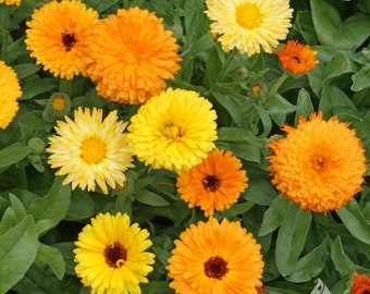 Calendula “Fiesta Gitana” seeds- easy to grow- flower seeds