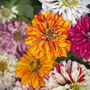 Zinnia- Candy Cane Mix  Seeds- easy to grow- flower seeds- polinator attractant!