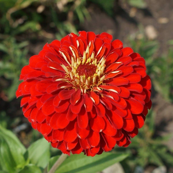 Zinnia “cherry queen” seeds- easy to grow- flower seeds- pollinator attractor!