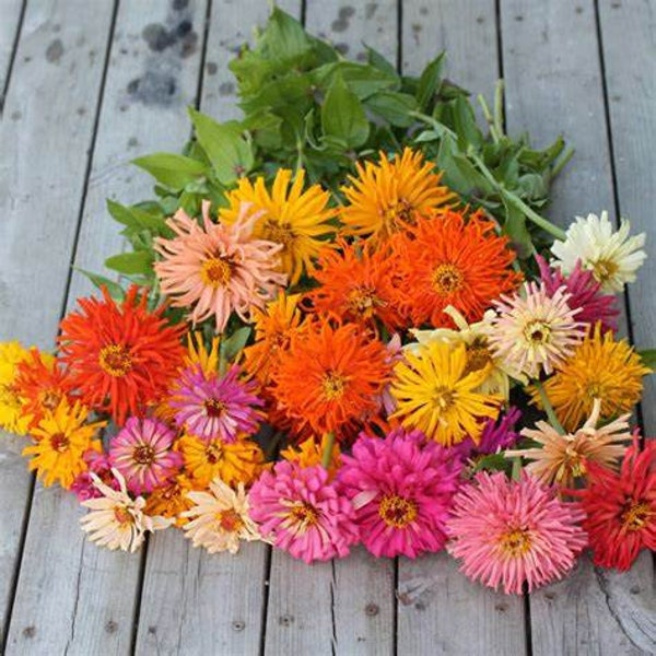 Zinnia- Giant Cactus Flowered (Mix) Seeds- easy to grow- flower seeds- pollinator attractant!