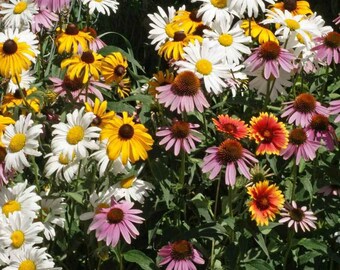 Perennial wildflower mix- 100+ seeds