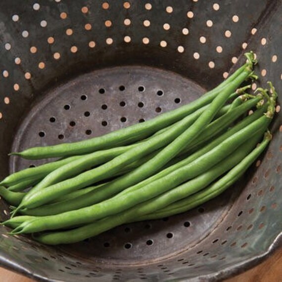 Bush Bean jade Seeds Green Bean Seed Vegetable Seeds Etsy