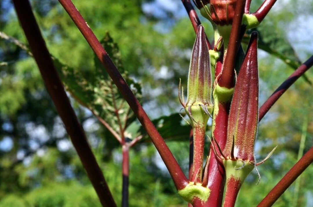 Okra burgundy Seeds Easy to Grow Vegetables Okra Seeds Etsy